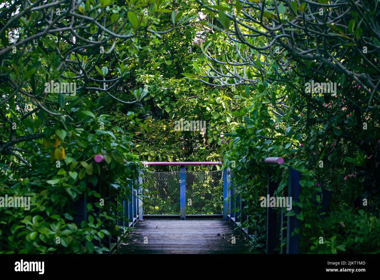 Landscape view of peaceful and quiet greenery spot to practice meditation or yoga for your mental health and physical physique. Stock Photo