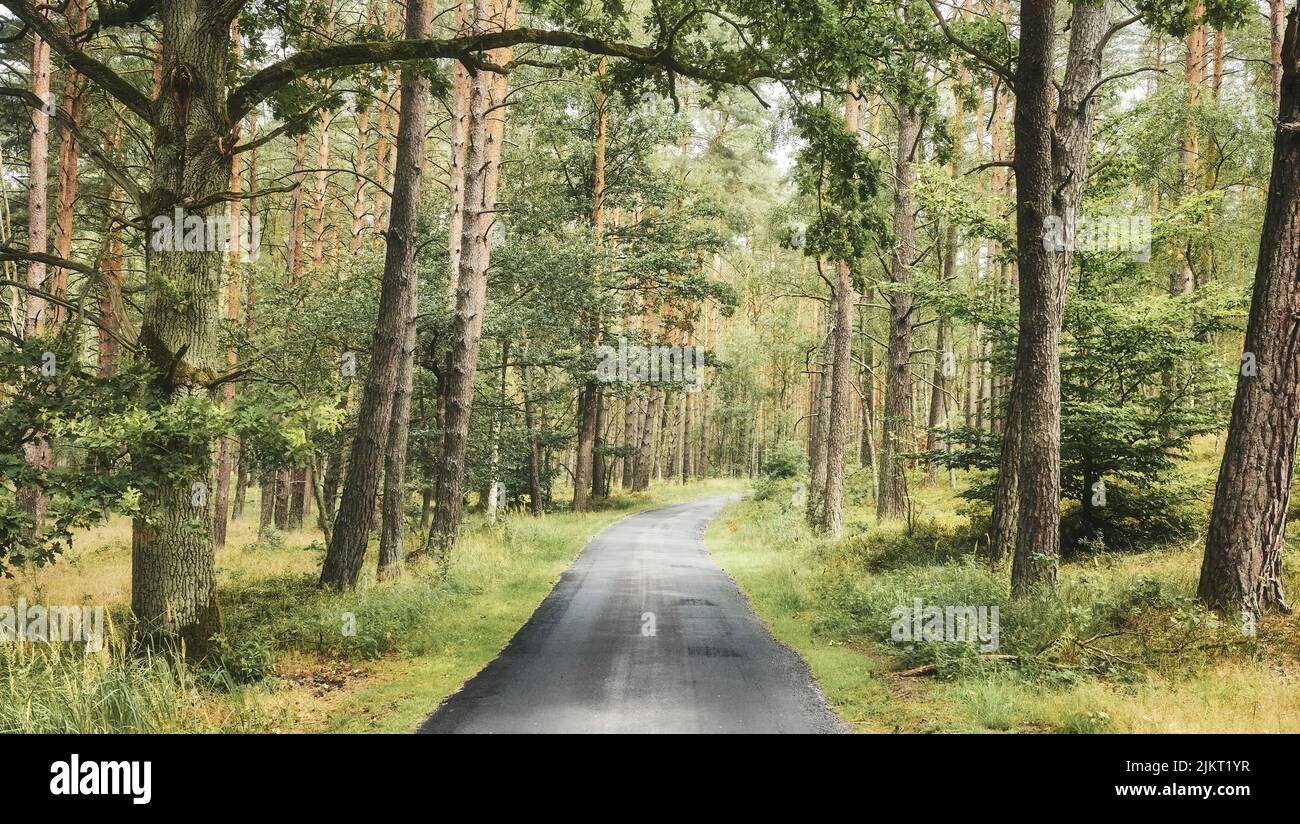 Asphalt path in a forest, summer nature travel concept, color toning applied. Stock Photo