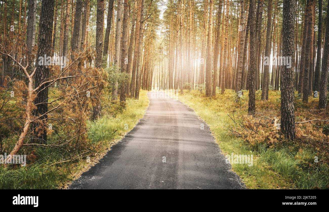 Asphalt path in a forest, summer nature travel concept, color toning applied. Stock Photo
