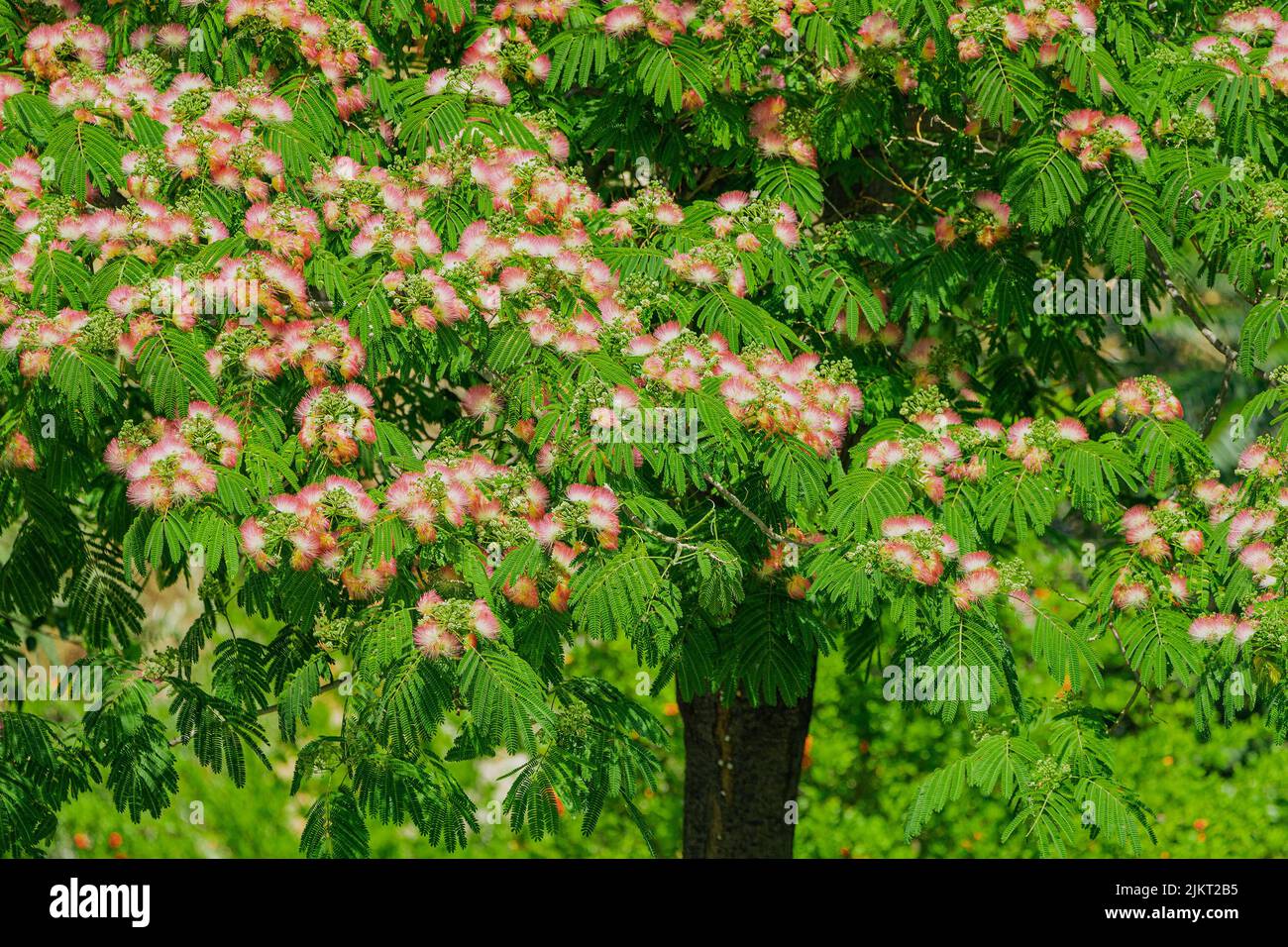 Persian silk tree is widely used in parks as ornamental tree, but it is considered as invasive species in USA. Stock Photo