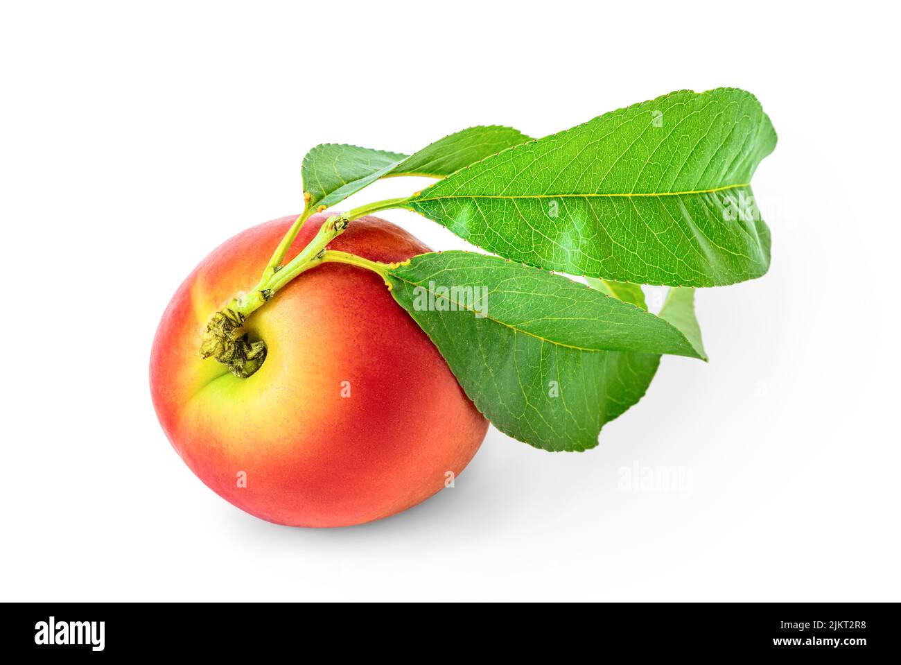 One nectarine with leaves on a branch isolated by clipping paths on a white background. The concept of a summer harvest and ripe delicious fruits in n Stock Photo