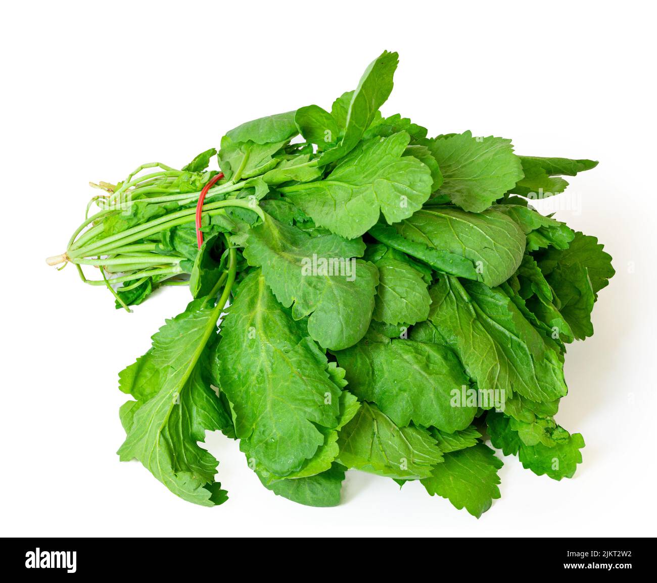 a bunch of radish greens for a fragrant and tasty and healthy seasoning for ready-made dishes and salads Stock Photo
