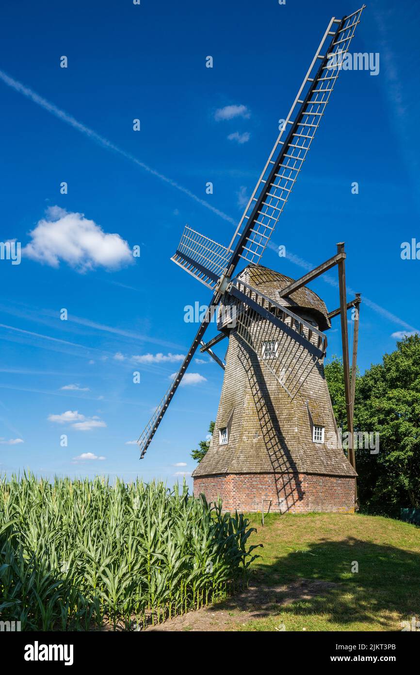 Germany, Ahaus, Westmuensterland, Muensterland, Westphalia, North Rhine-Westphalia, NRW, Ahaus-Wuellen, Quantwick Mill, windmill, maize growing Stock Photo