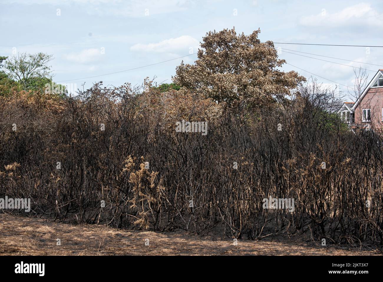 Aftermath of fire Pennington common drought July 2022 Stock Photo