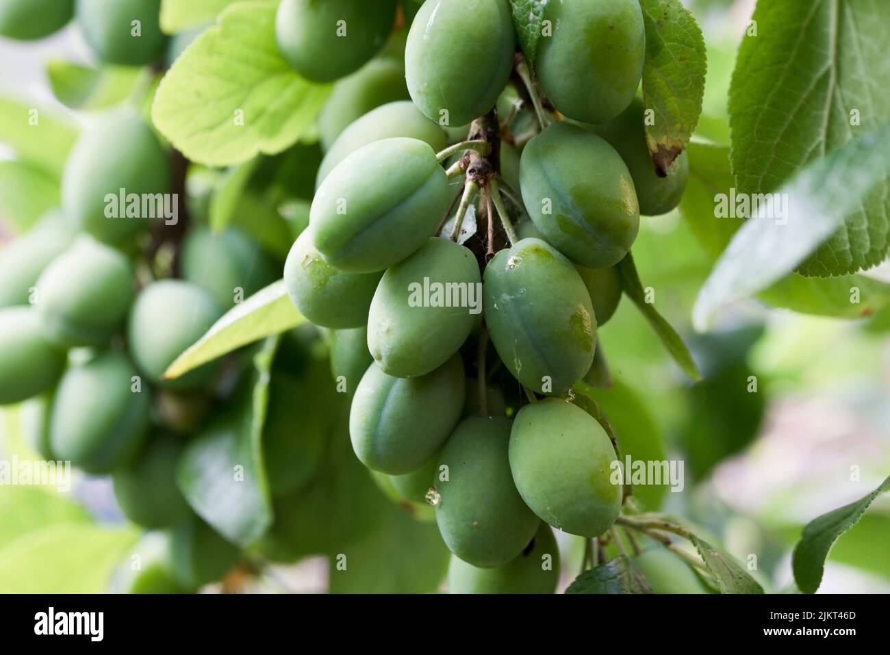 overcrowded ripening fruit on a Victoria plum tree Stock Photo