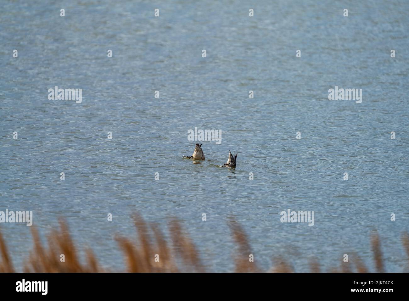 Pair of ducks fishing with back up Stock Photo