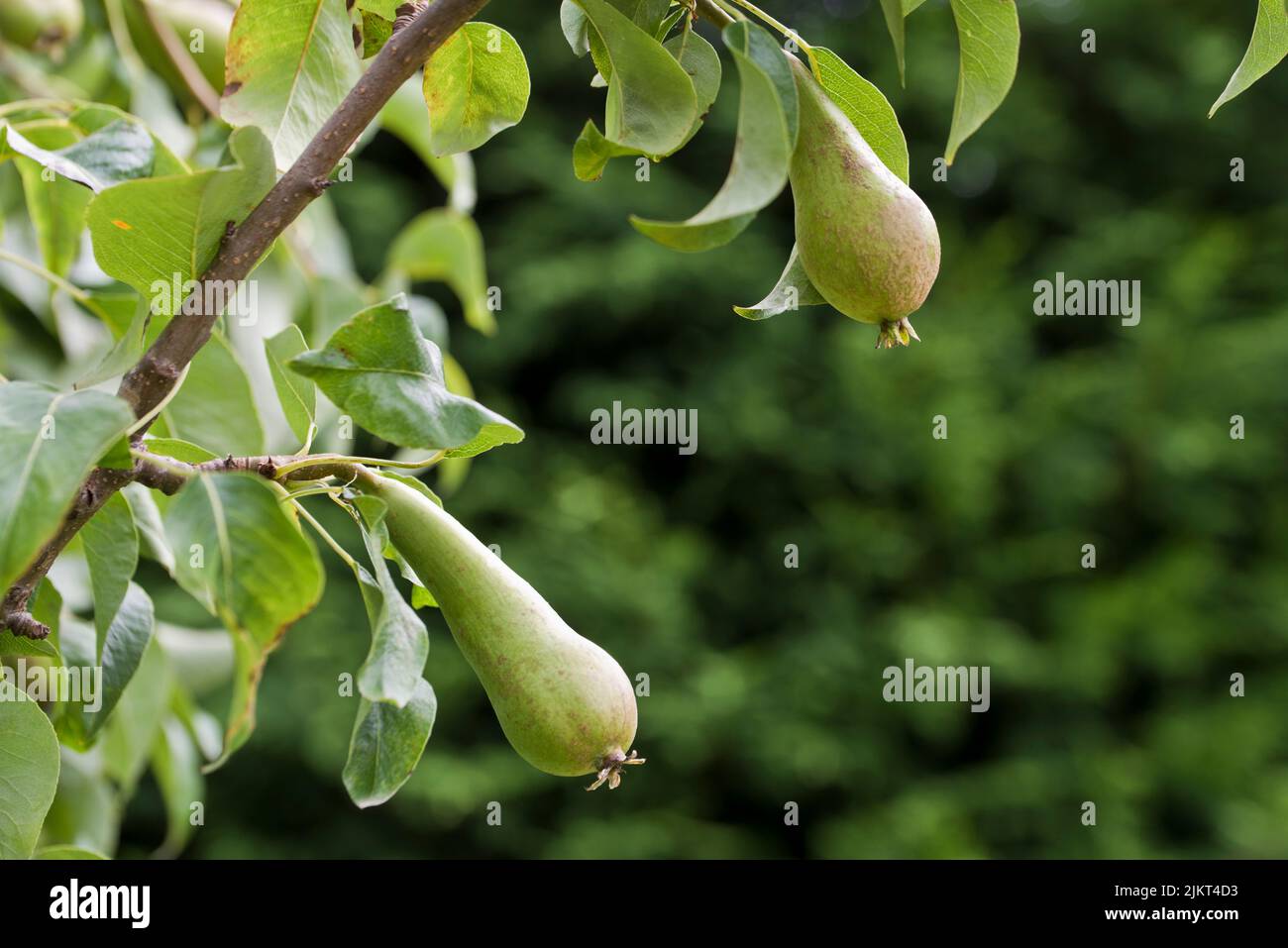 Maturing Conference pears Stock Photo