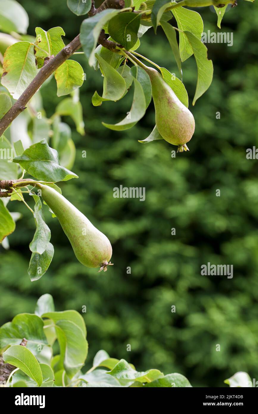 Maturing Conference pears Stock Photo