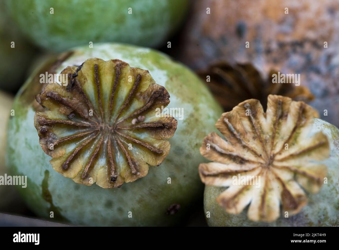 Papaver somniferum - common opium poppy seed heads Stock Photo