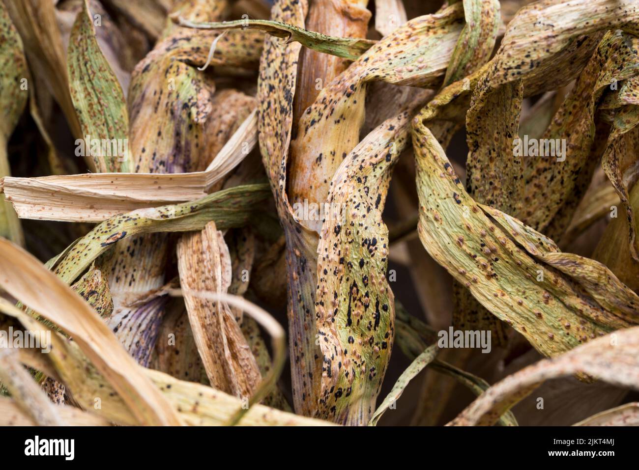 Leek rust on drying garlic leaves Stock Photo