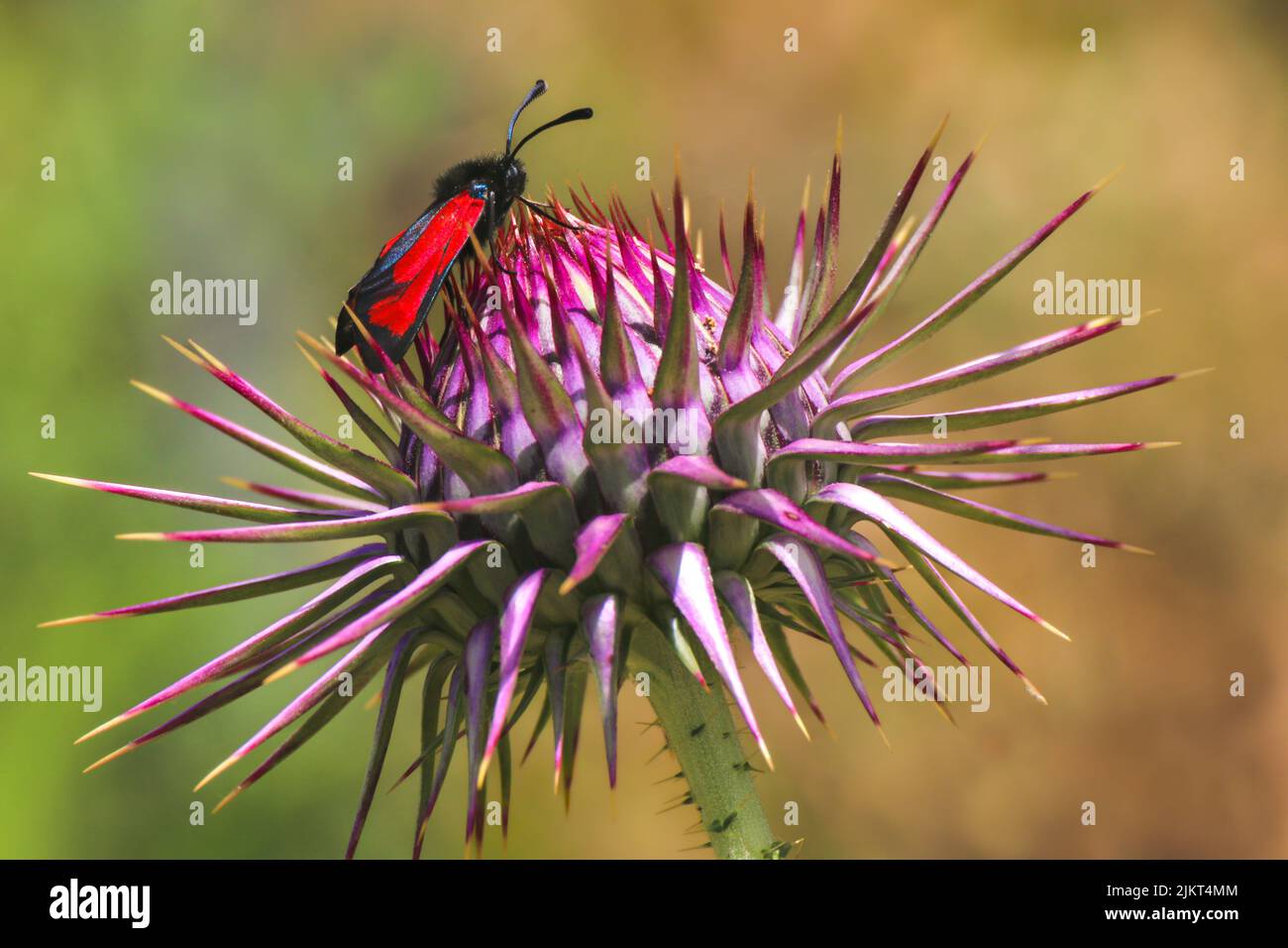 Purple milk thistle flower with colorful, six-spot Burnet Zygyena filipendulae butterfly insect on. Stock Photo