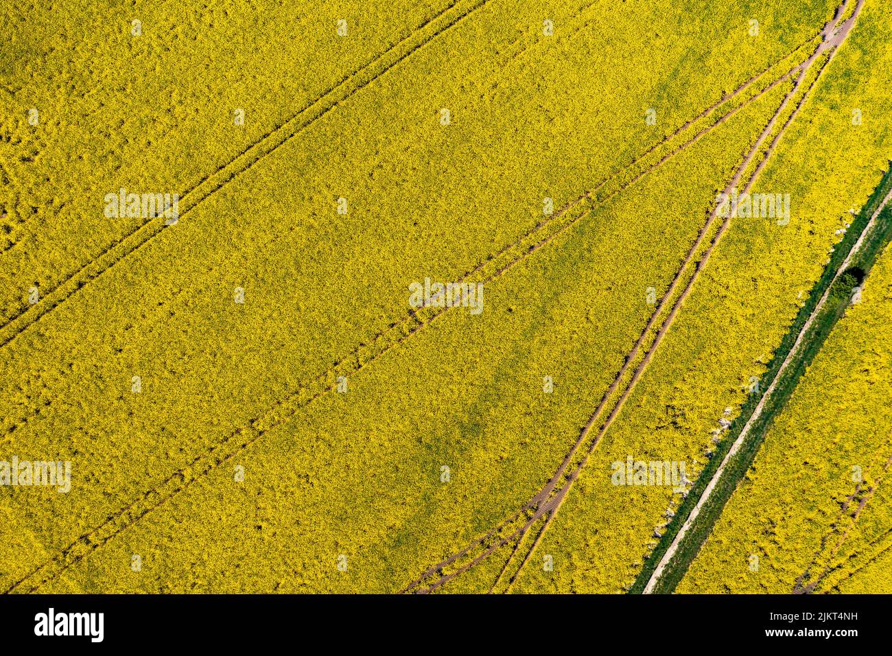UK, England, Cambridgeshire, Oilseed Rape crop (Drone) Stock Photo