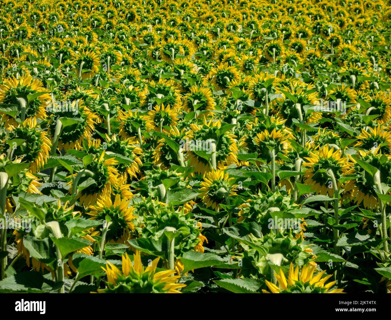 Sunflower field close-up Stock Photo