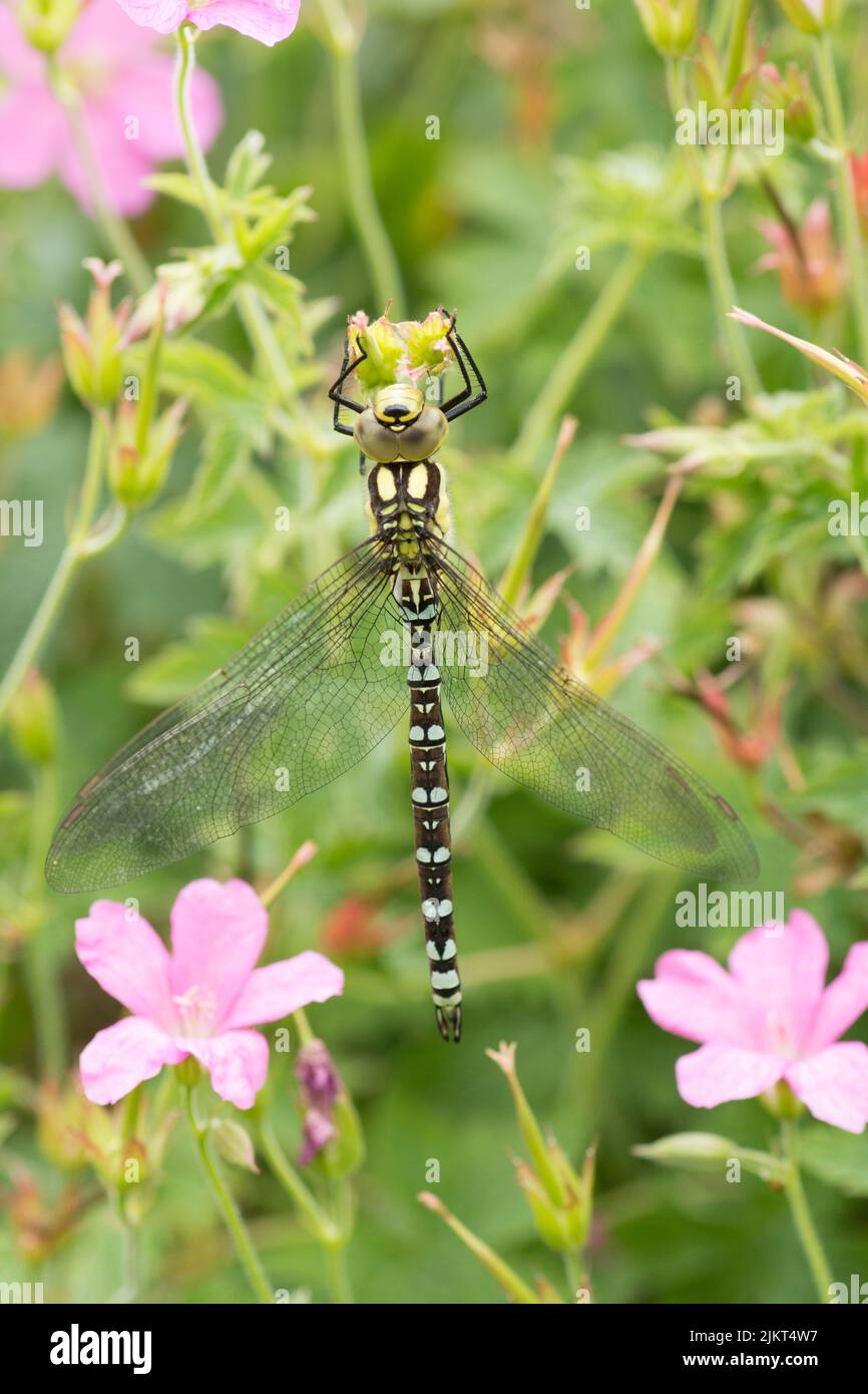 Southern Hawker dragonfly, Aeshna cyanea, immature male in garden on cranesbill geranium, July, Sussex, UK Stock Photo