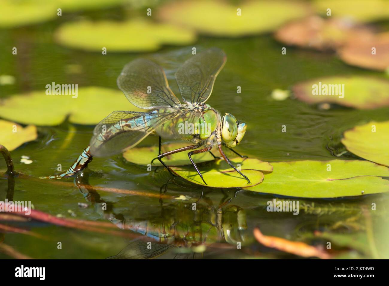 Emperor dragonfly, Anax imperator, Sussex, UK, July Stock Photo