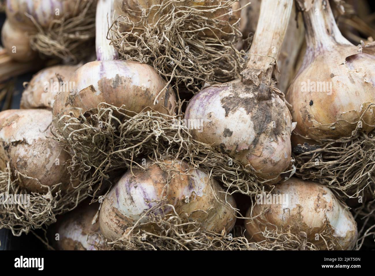Drying garlic bulbs, Provence white Stock Photo