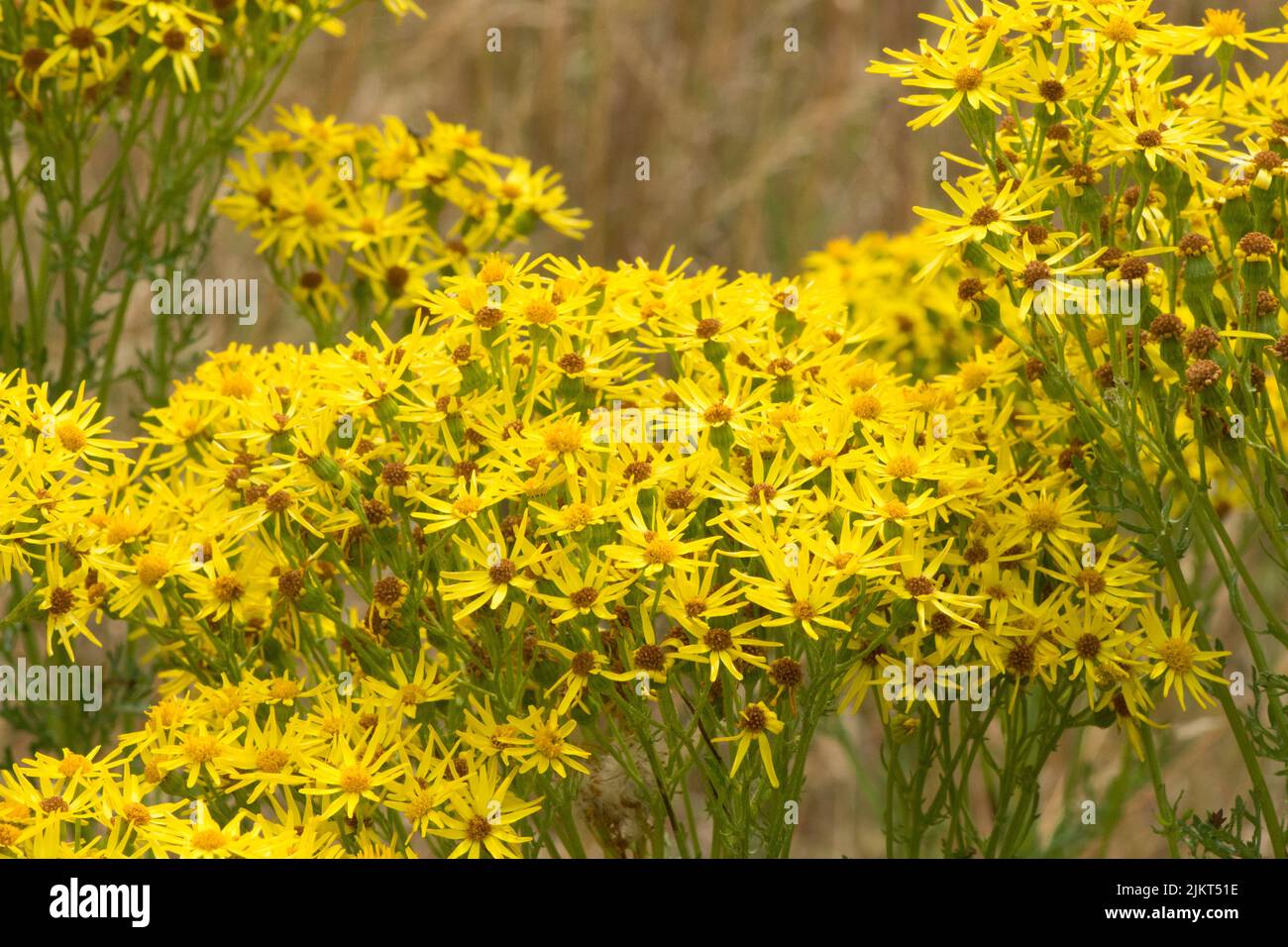 Ragwort, Senecio jacobaea, Stinking Willie, flowers, poisonous, Sussex, July Stock Photo