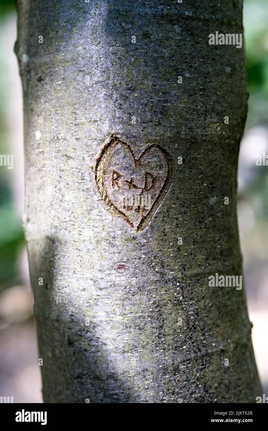 Engravings in a tree trunk Stock Photo