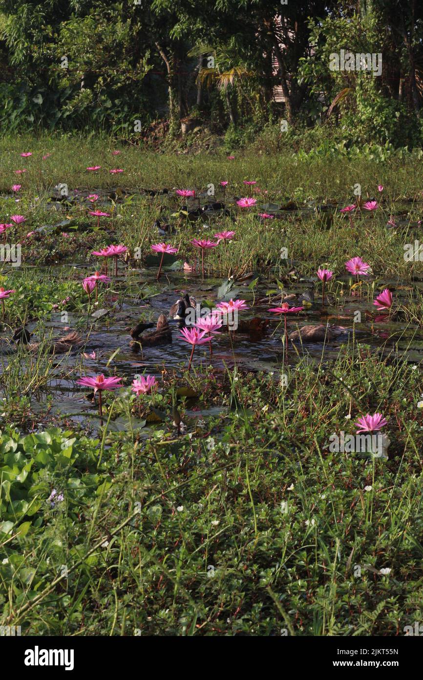 Pink Lotus Flower Or Water Lily Floating On The Water Stock Photo