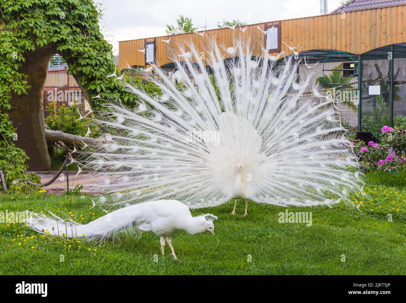 A white male peacock spreads its tail in a mating dance in front of a female peacock Stock Photo