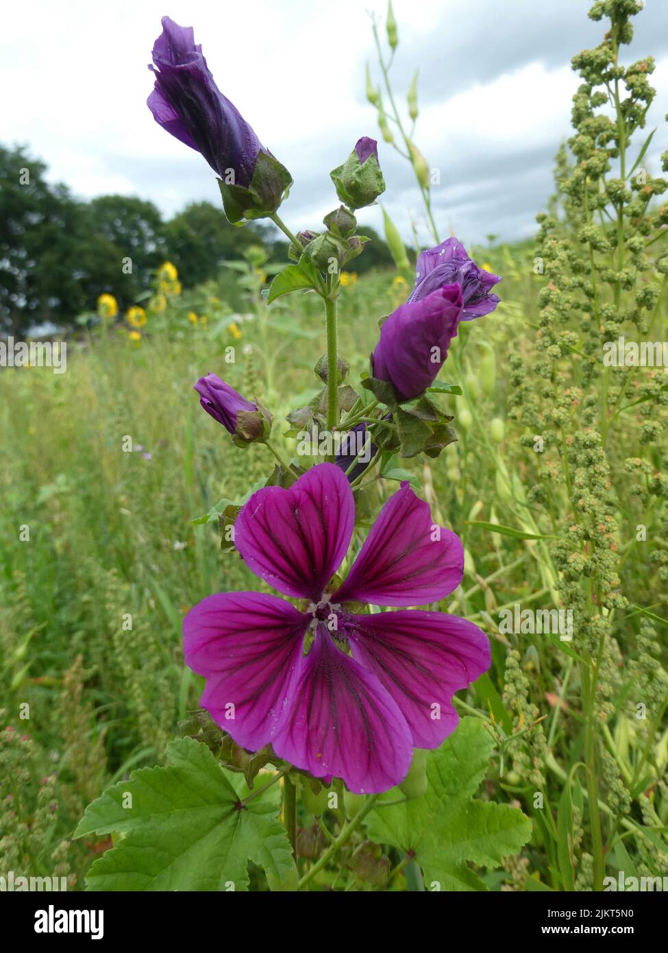 Malva sylvestris or common mallow in a meadow. It is a vigorous plant with showy flowers of bright mauve-purple, with dark veins, standing 1 meter hig Stock Photo