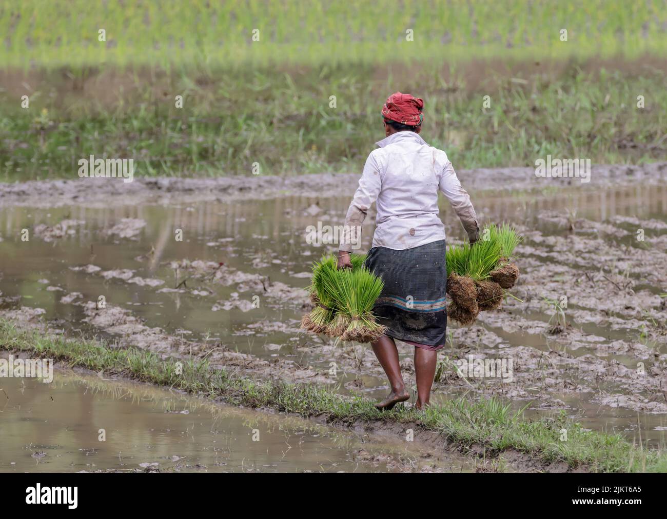 Bangladesh paddy farmer hi-res stock photography and images - Alamy