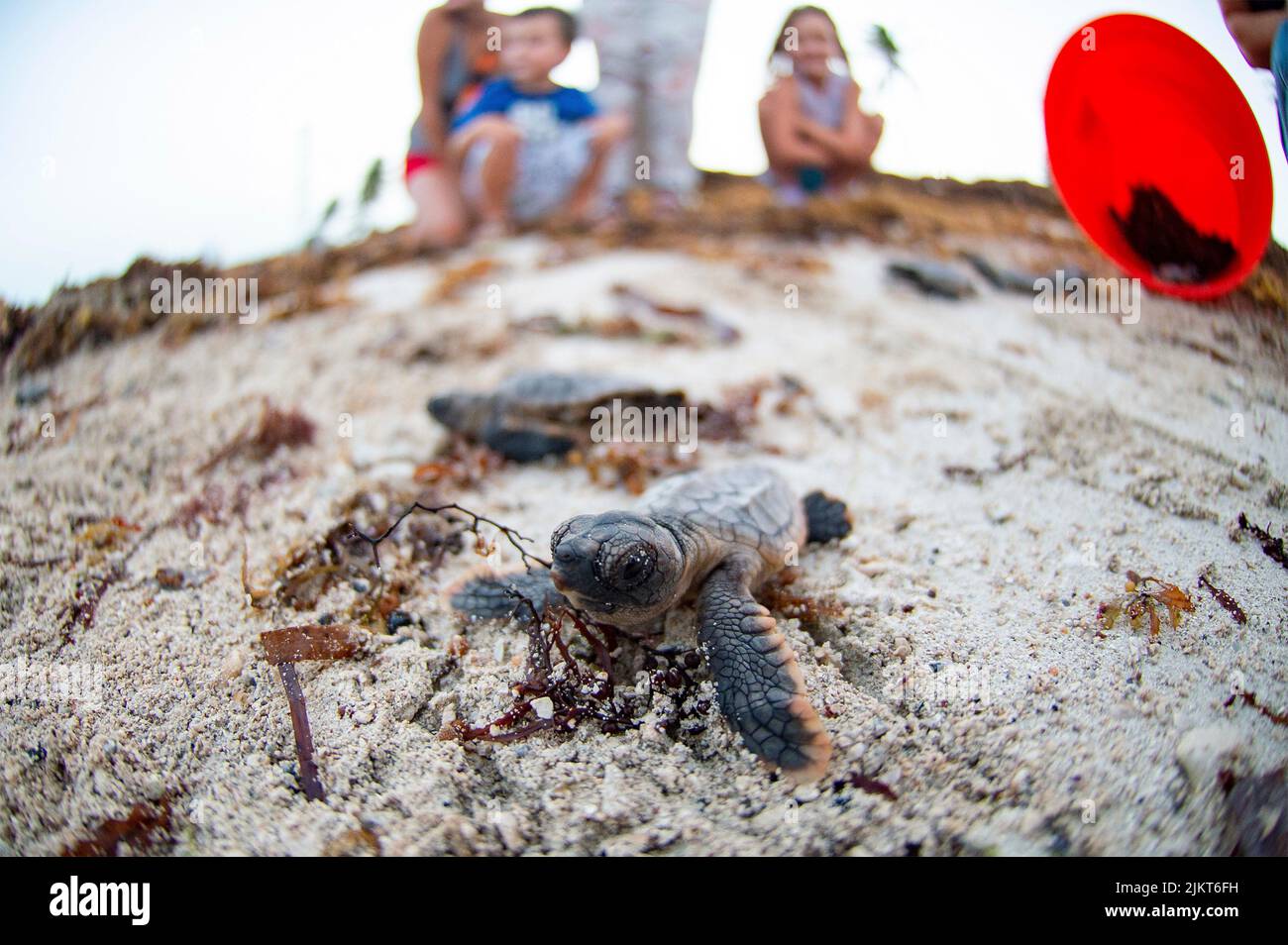 Key West, United States of America. 01 August, 2022. Children watch as a Loggerhead sea turtle hatchling is released to make way to the Atlantic Ocean at Truman beach on the Naval Air Station Key West August 1, 2022 in Key West, Florida. Credit: MC2 Nicholas Huynh/U.S. Navy/Alamy Live News Stock Photo