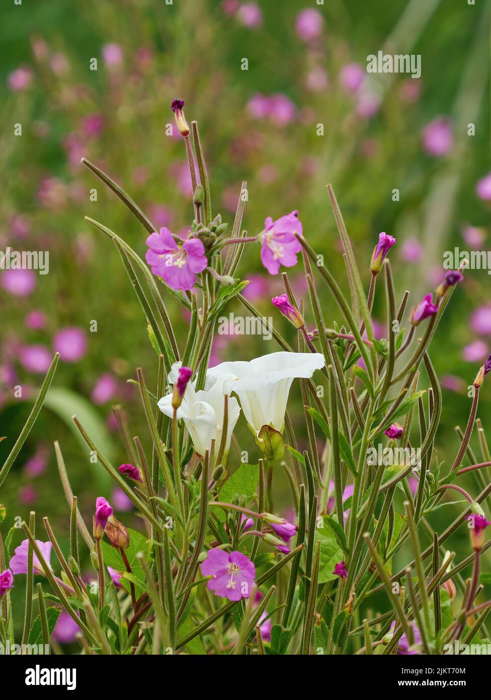 Plant portrait showing wildflowers in the UK Countryside, with intertwined hedge bindweed and hairy willow herb plants in bloom. Stock Photo