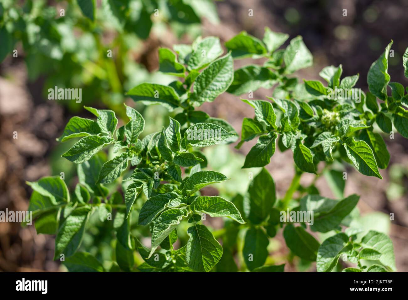 Potatoes Rows Rows of potatoes in the home garden. Preparation for harvesting. potato ...