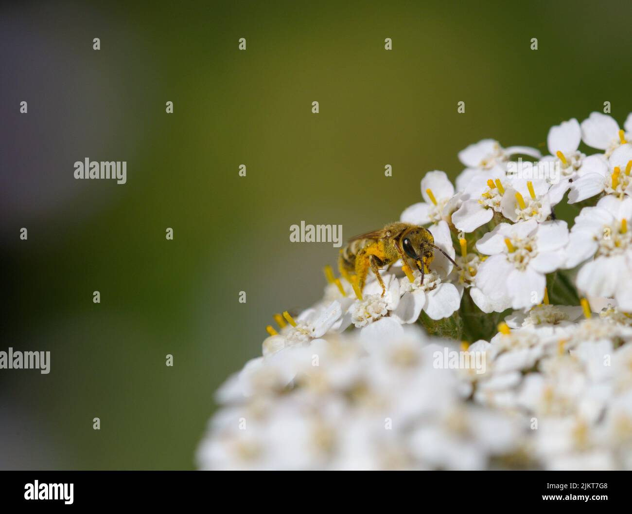 Bee on a white flower in summer Stock Photo