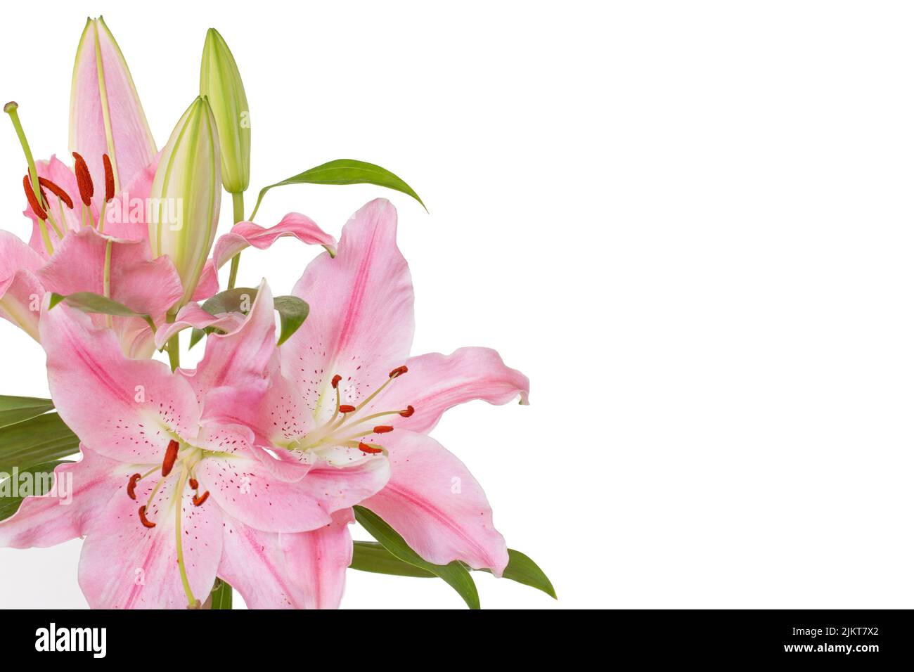 Beautiful Lily flower isolate on white background Stock Photo - Alamy