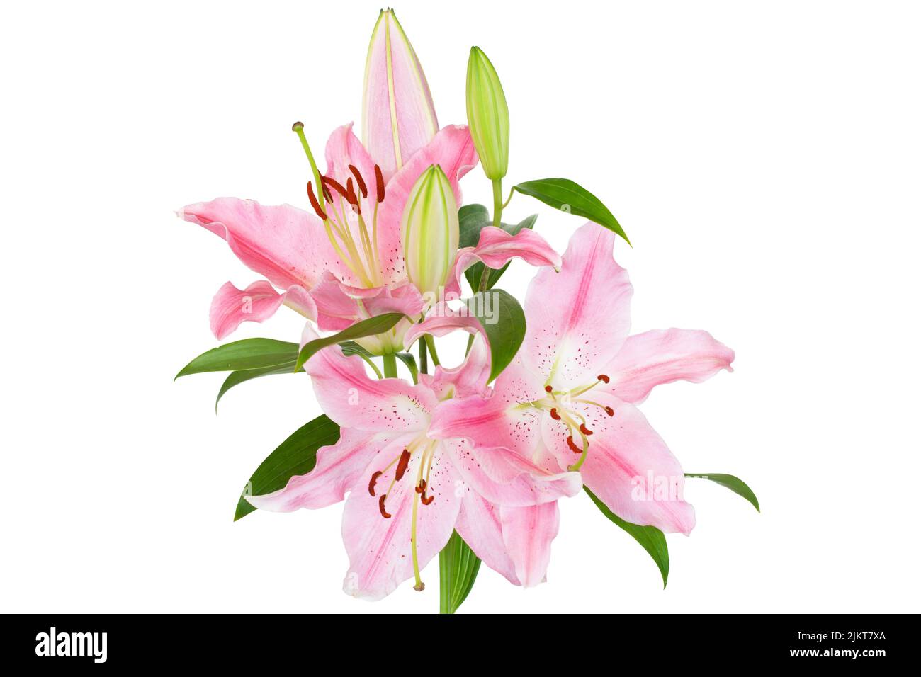 Beautiful Lily flower isolate on white background Stock Photo - Alamy