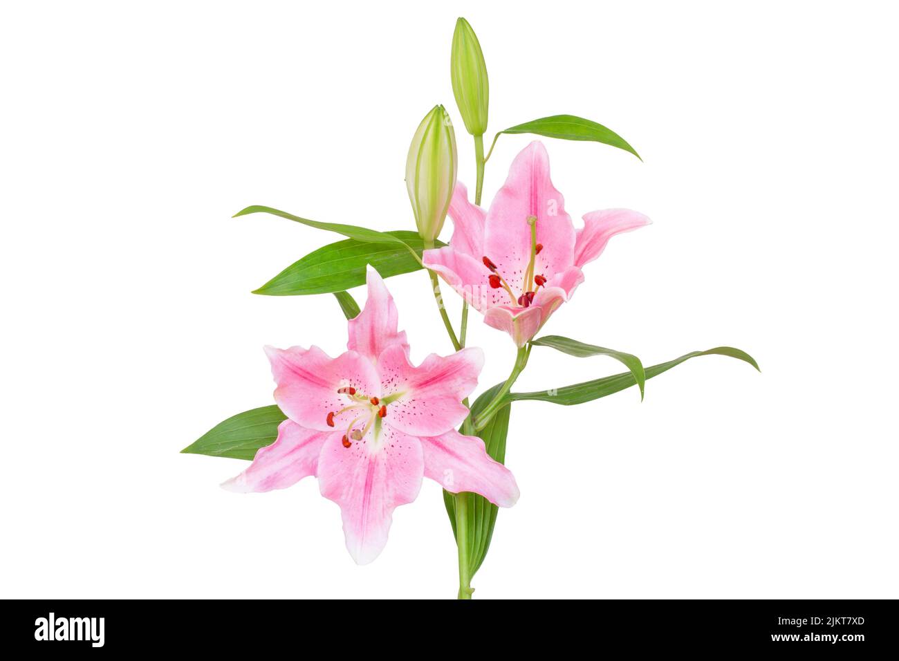 Beautiful Lily flower isolate on white background Stock Photo - Alamy