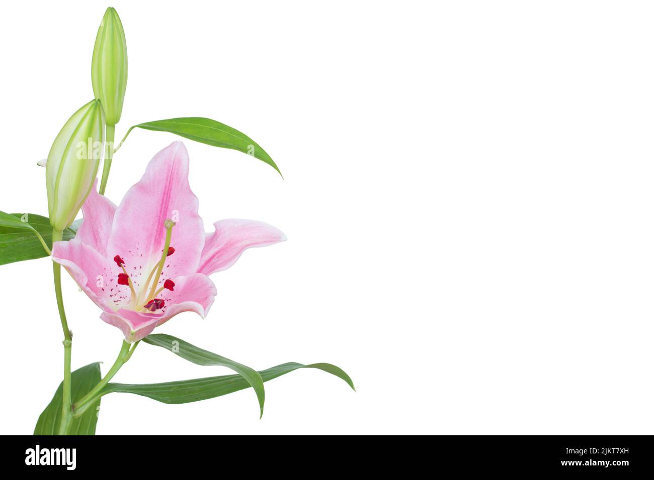Beautiful Lily flower isolate on white background Stock Photo - Alamy