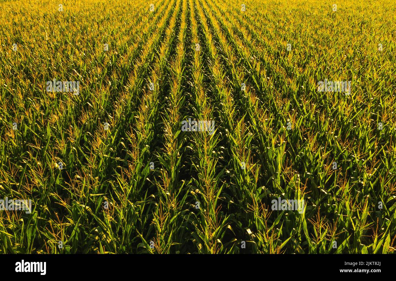 Low altitude aerial photo of maize field cereal grain has a
