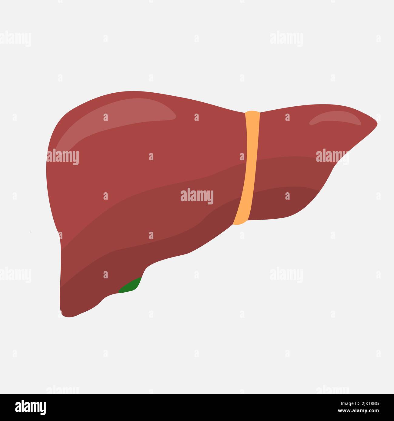 Liver icon on a white background. Stock Vector