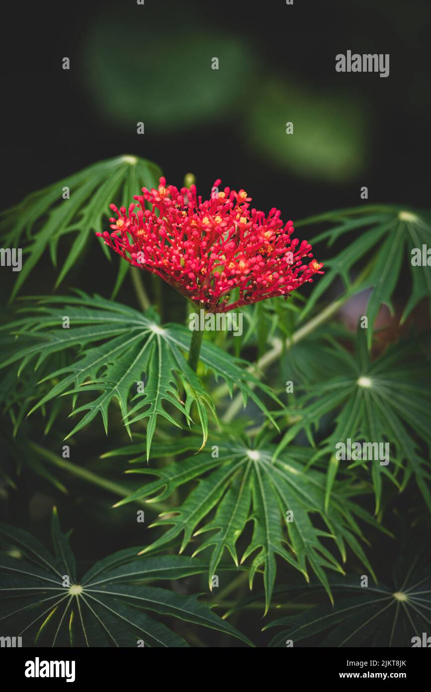 A selective focus shot of a red coral plant Stock Photo