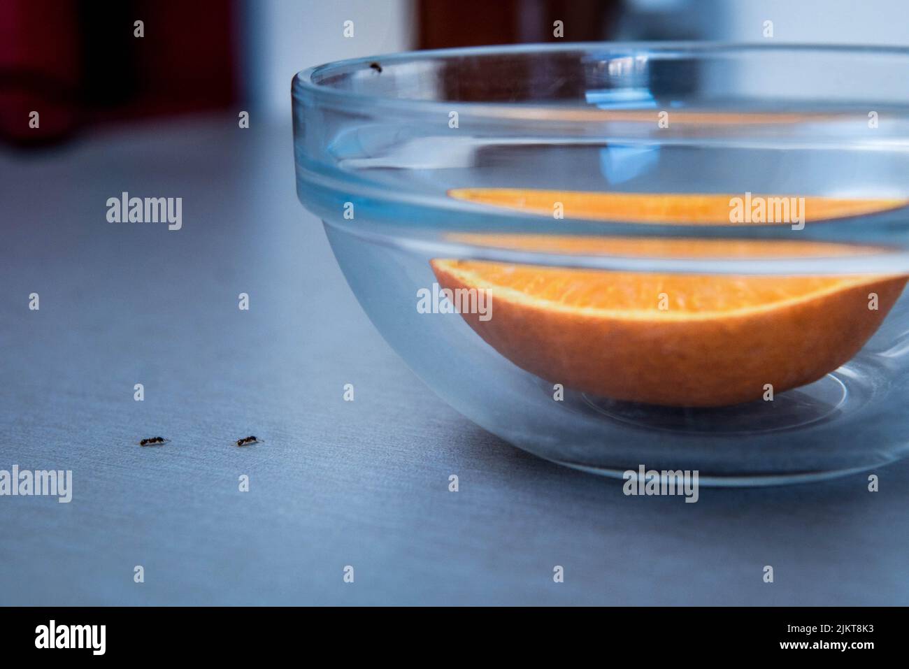 Picture of Detail of Two Ants Parading on a Table to Eat an Orange. Insect Fumigation Problem at Home Stock Photo