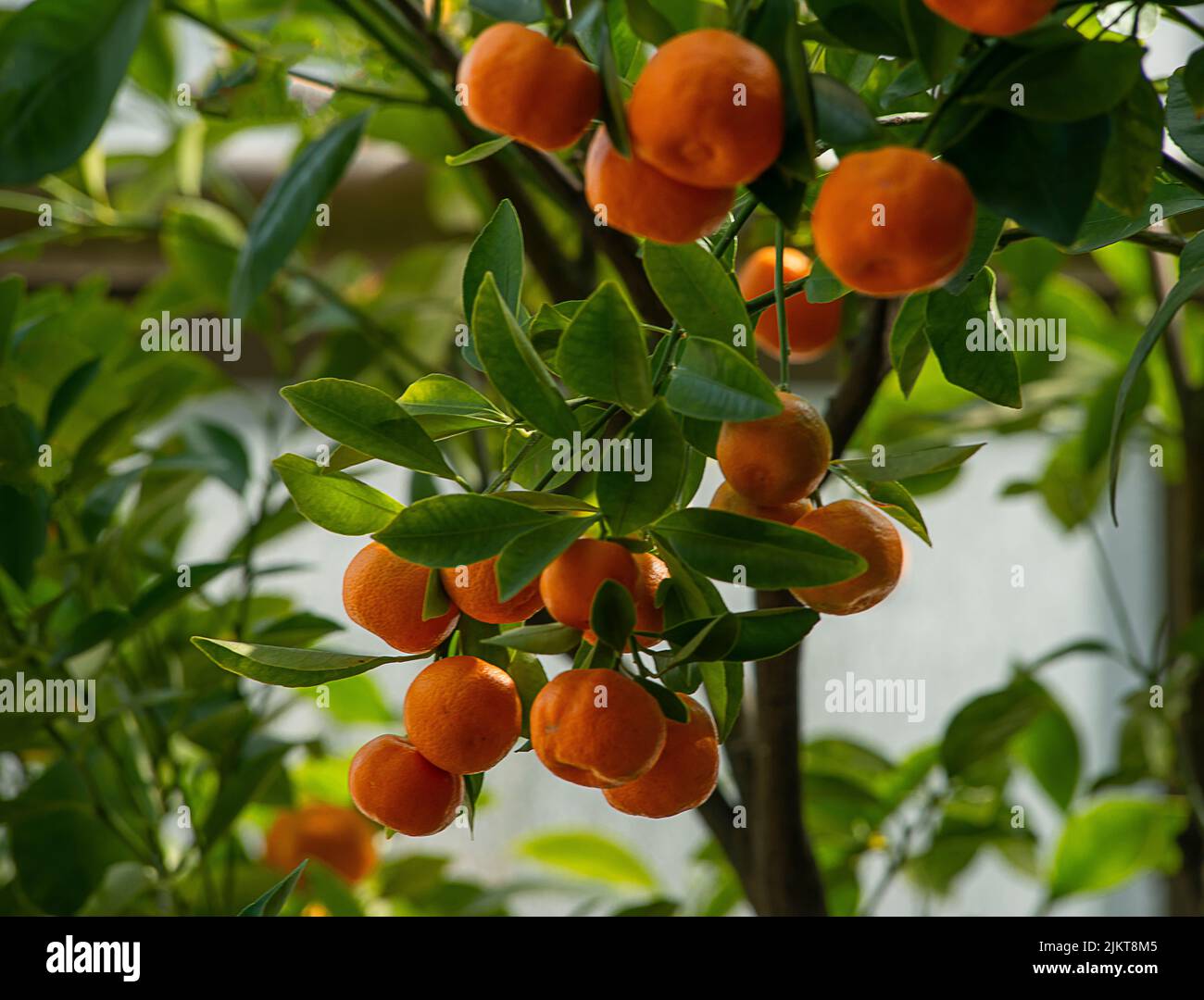 A selective focus shot of Mandarin fruits hanging from its tree Stock Photo