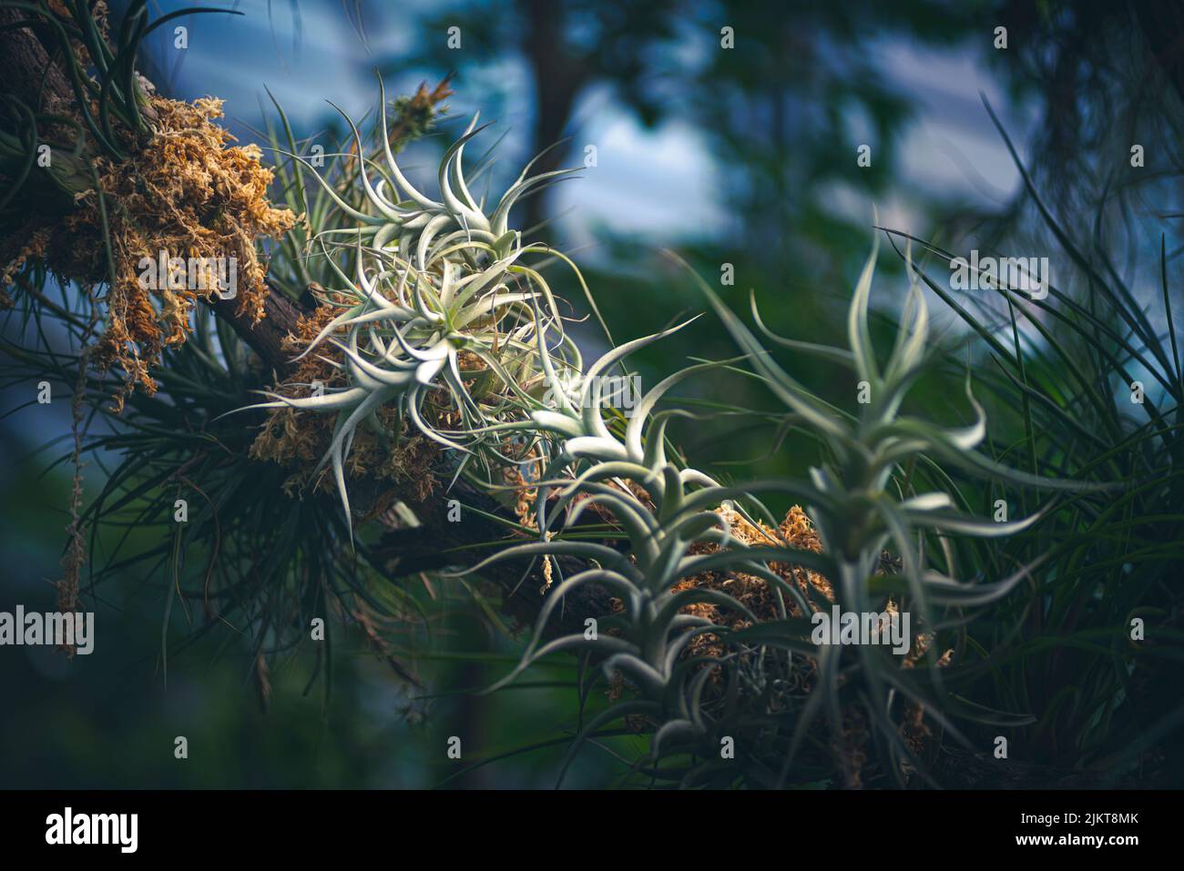 Tillandsia plants hi-res stock photography and images - Alamy