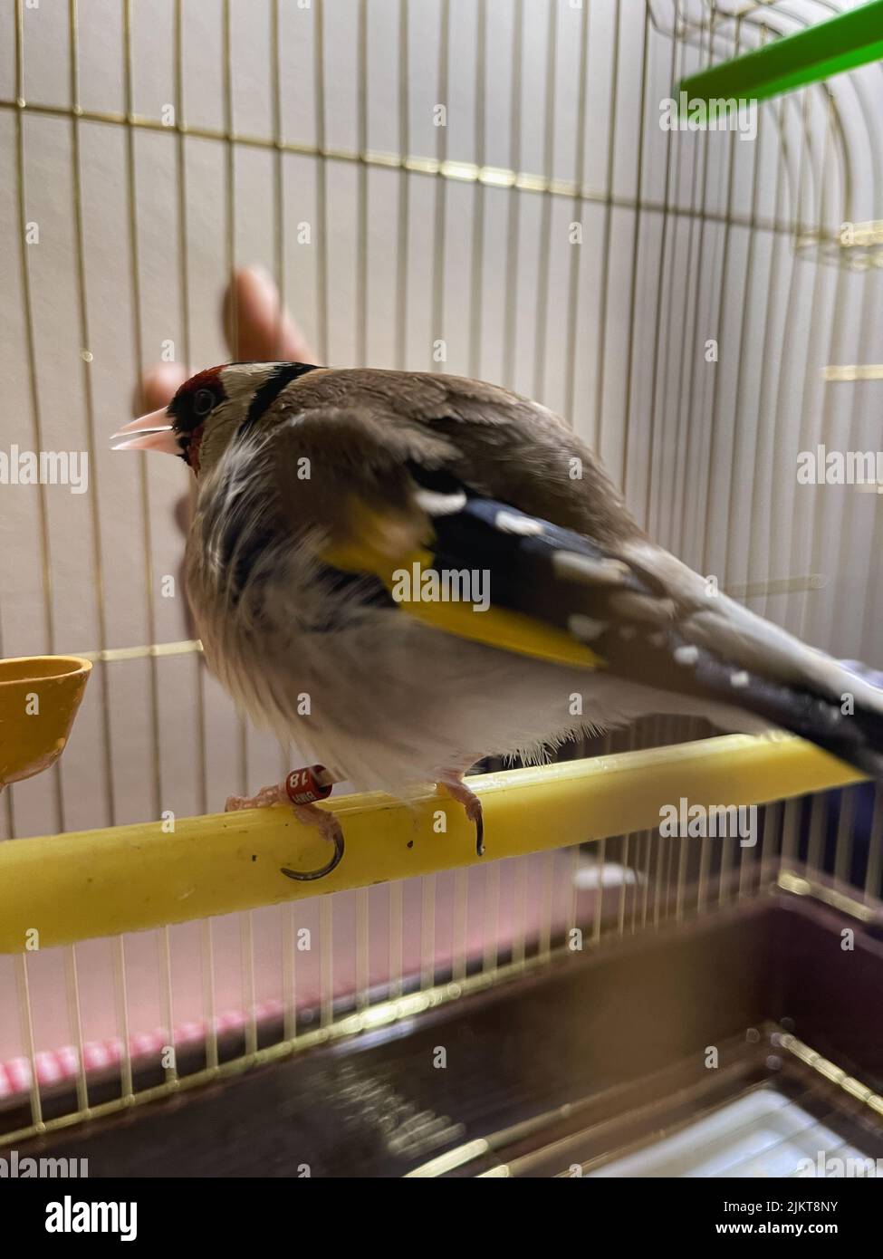 Single GoldFinch bird inside a small cage indoors Stock Photo Alamy