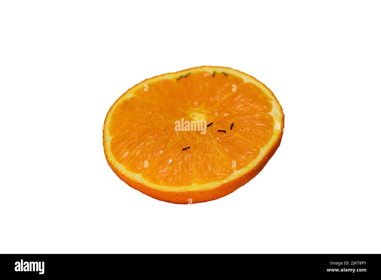 Picture of Isolated Orange Slice with Tiny Black Ants on Top on White