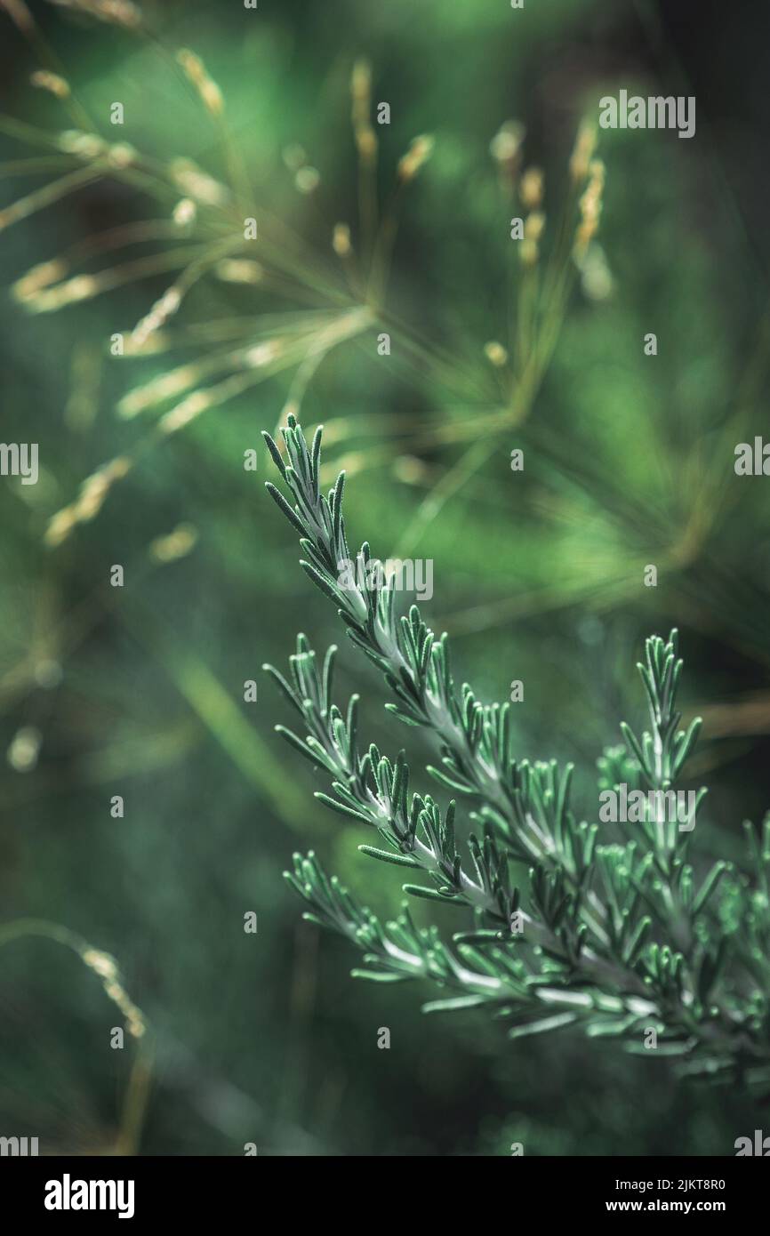 A vertical closeup nature shot of Artemisia campestris plants in the sunlight Stock Photo