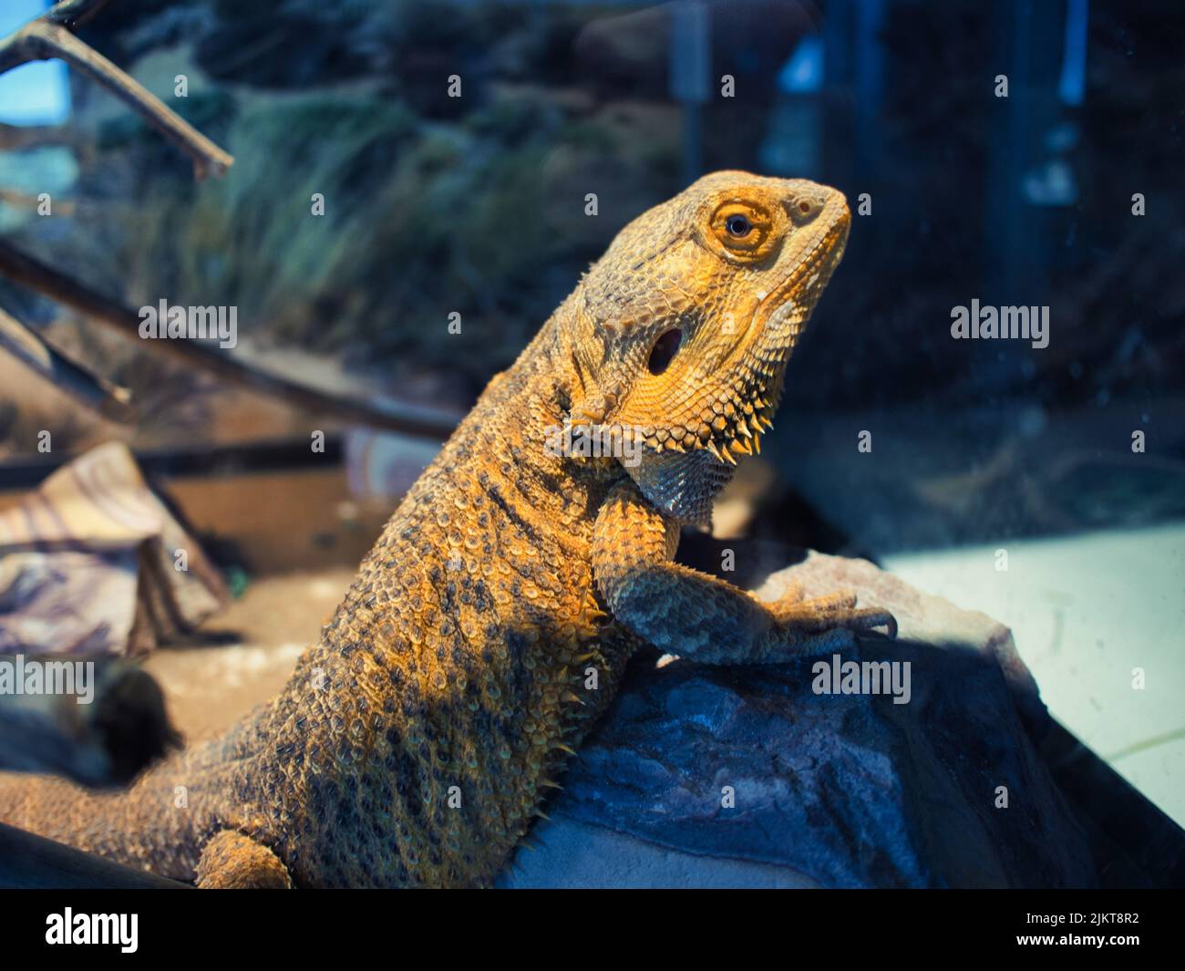 A bearded dragon in Museum at Prairiefire in Overland Park, Kansas, the