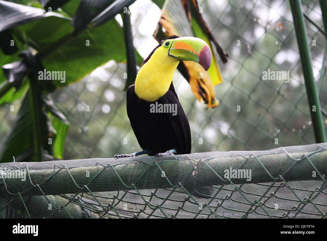 a low angle shot of Keel-billed toucan bird. Stock Photo