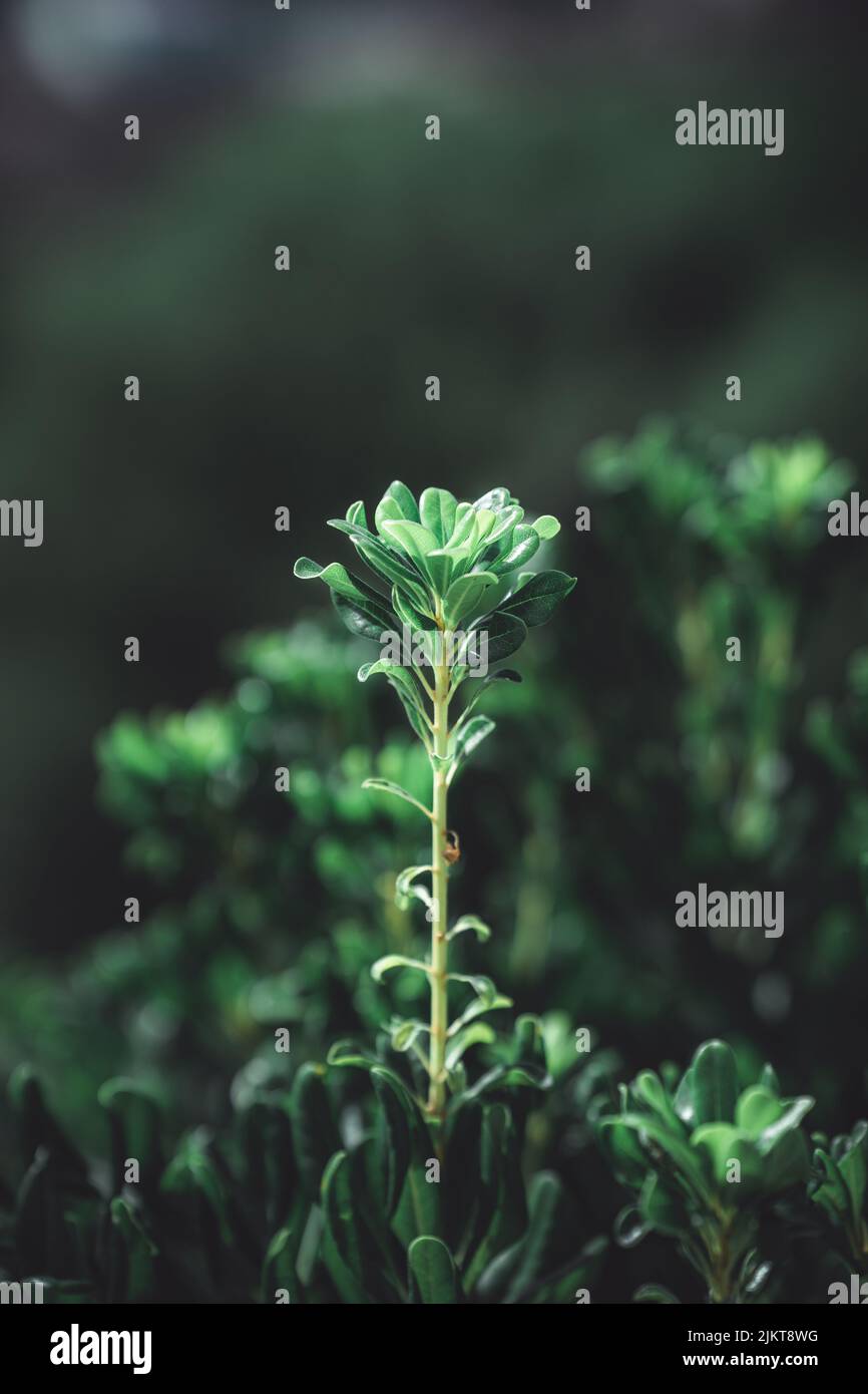 A vertical macro nature shot of plants in the sunlight Stock Photo