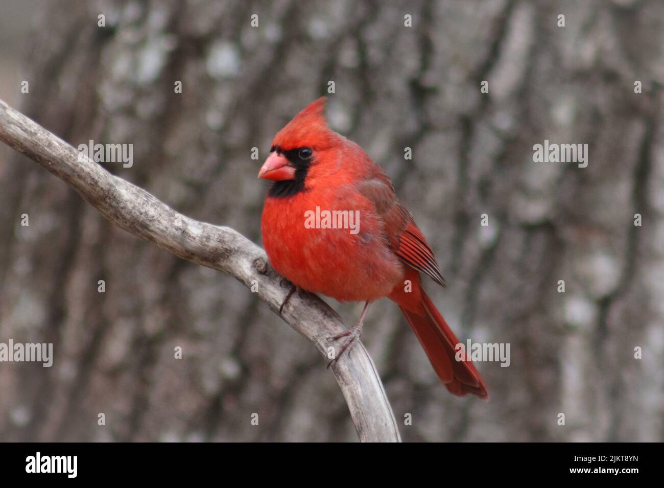 A selective focus shot of a red cardinal bird perching on twig Stock Photo