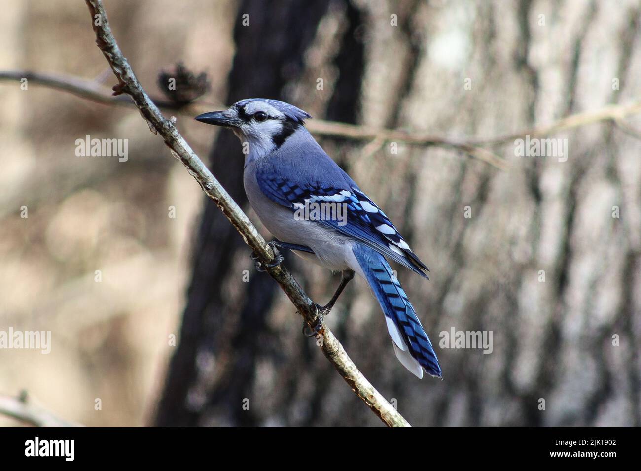 A selective focus shot of a blue jay bird perching on twig Stock Photo