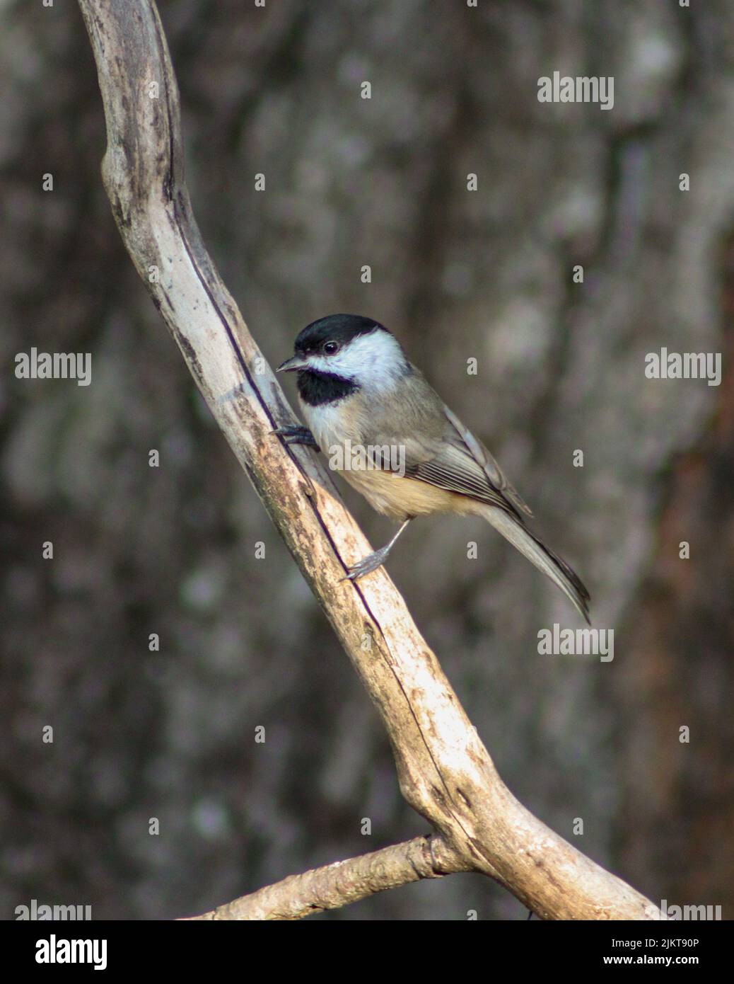 A vertical closeup of the black-capped chickadee, Poecile atricapillus on the branch. Shallow focus. Stock Photo