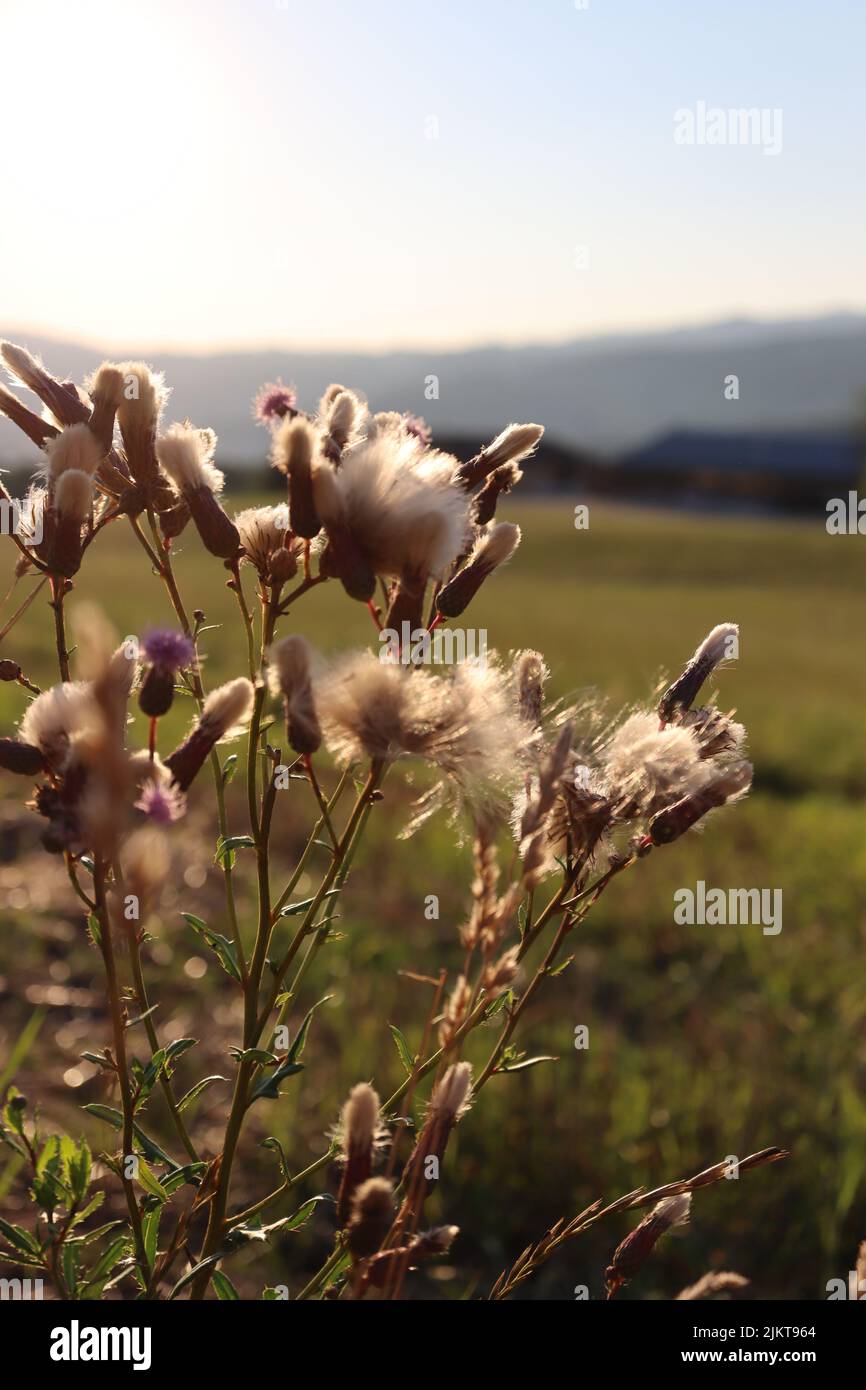 Wildflowers vertical hi-res stock photography and images - Alamy